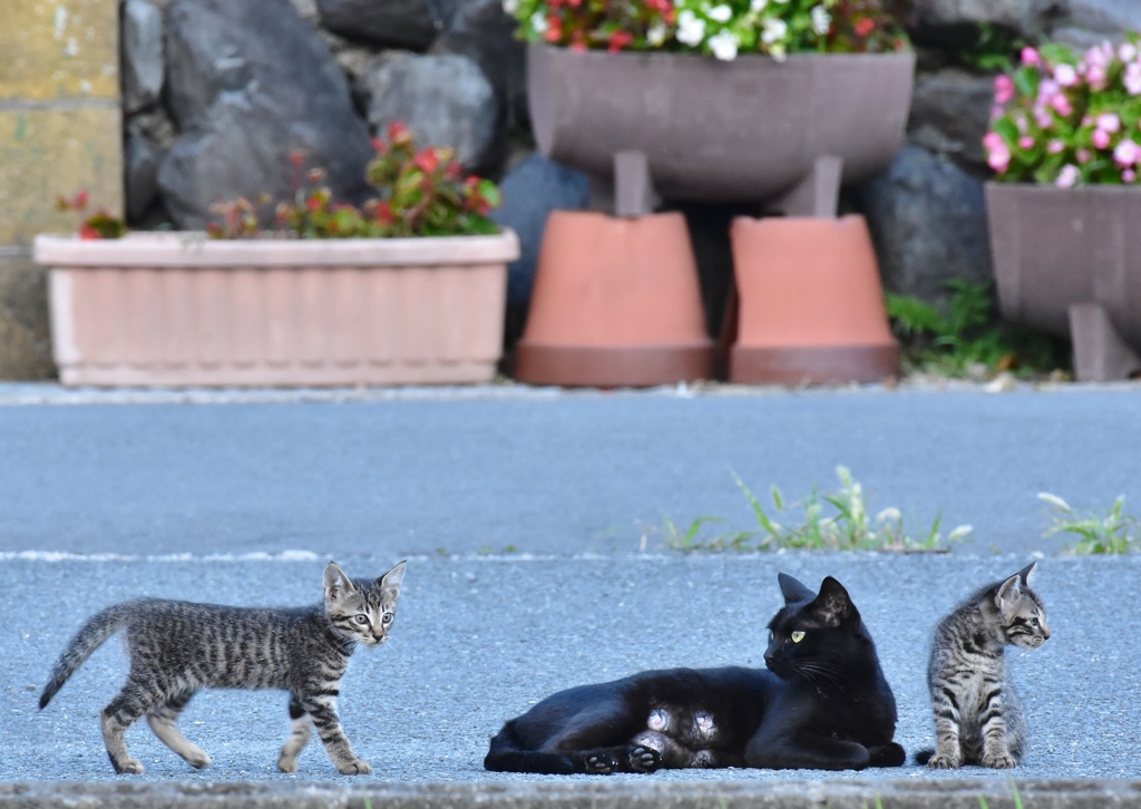 ねえ、ねえ　お母さん　