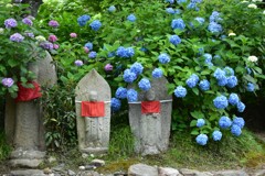 お地蔵様と紫陽花