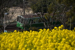 菜の花畑と地下鉄と