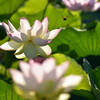 蜂さんと一緒