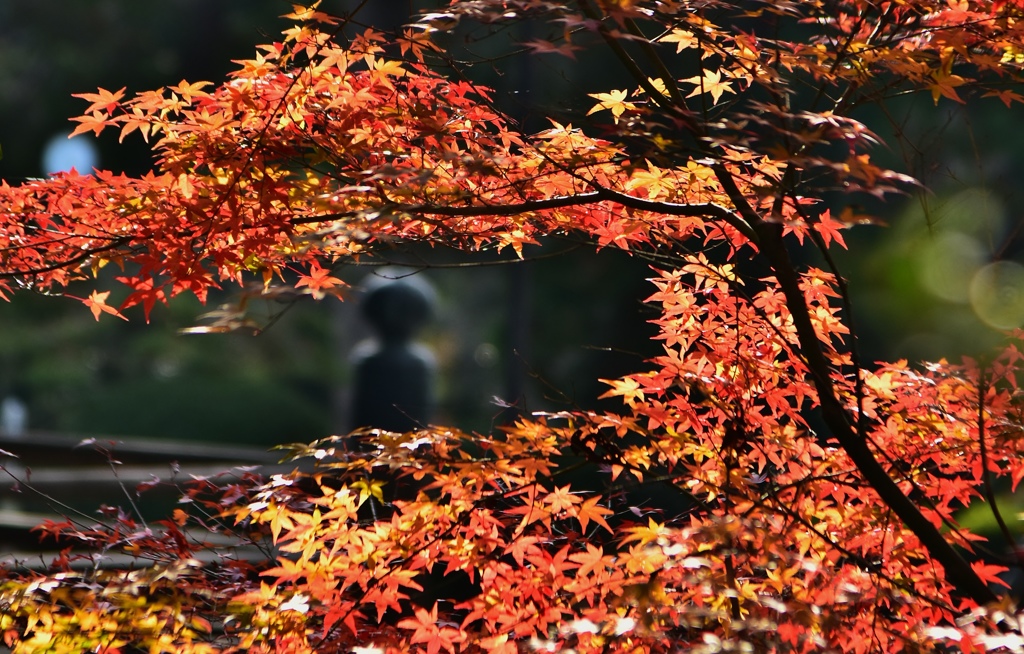 三井寺の紅葉