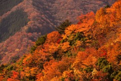 お山も真っ赤っかです(＾◇＾)