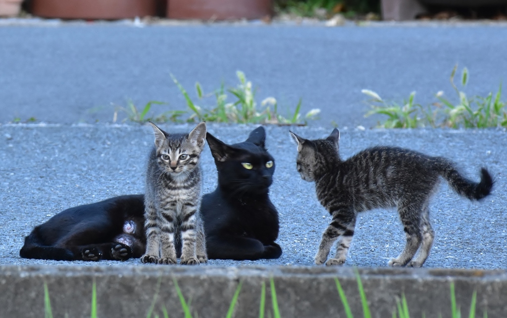 誰か見てるよ。。お母さん