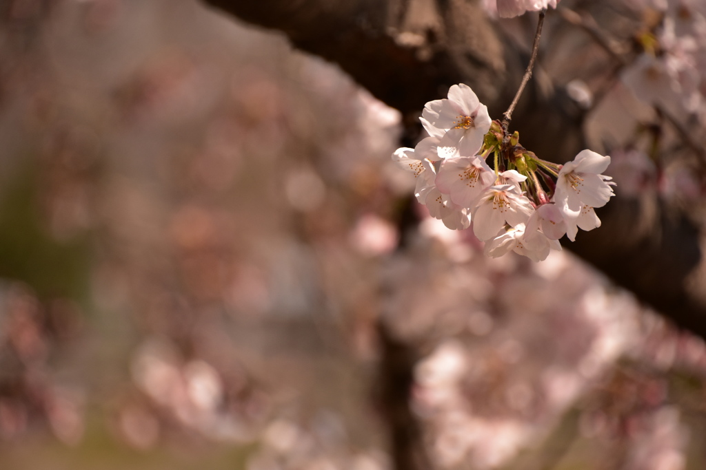 桜、ちらほら