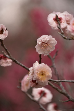 梅の花も咲き出しました