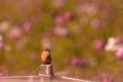 お花畑の中でノビみつけ！