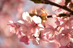 河津桜　2