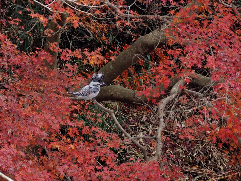 今年も待ってます