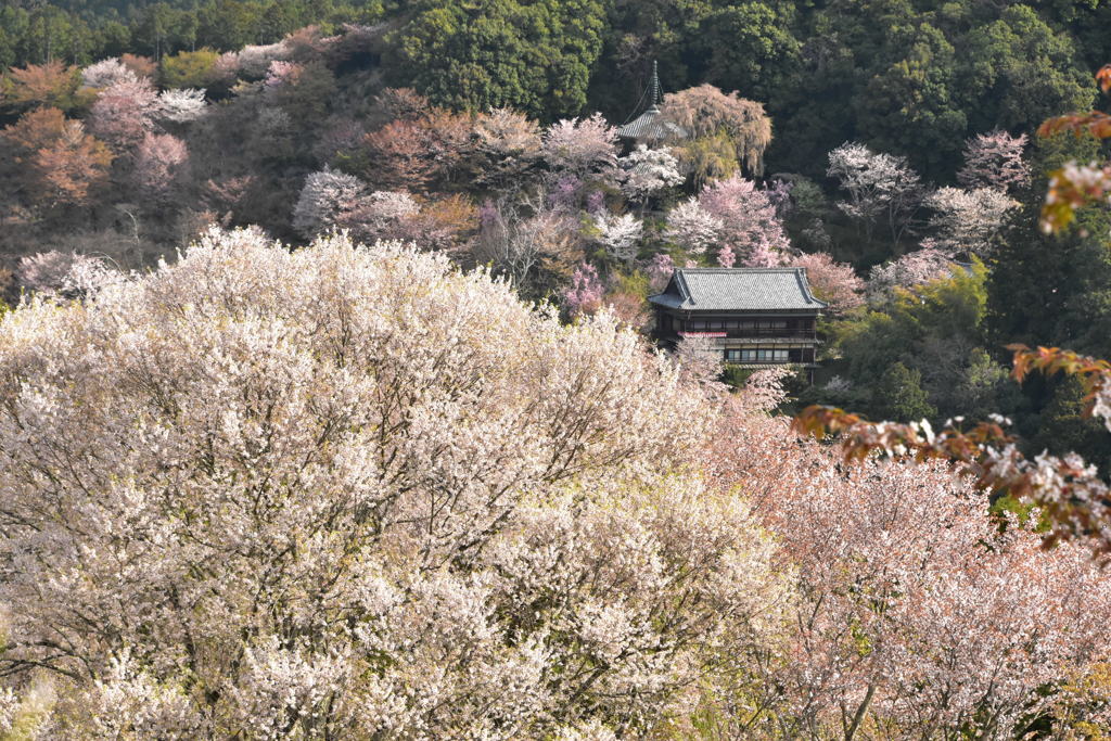 一目千本・桜