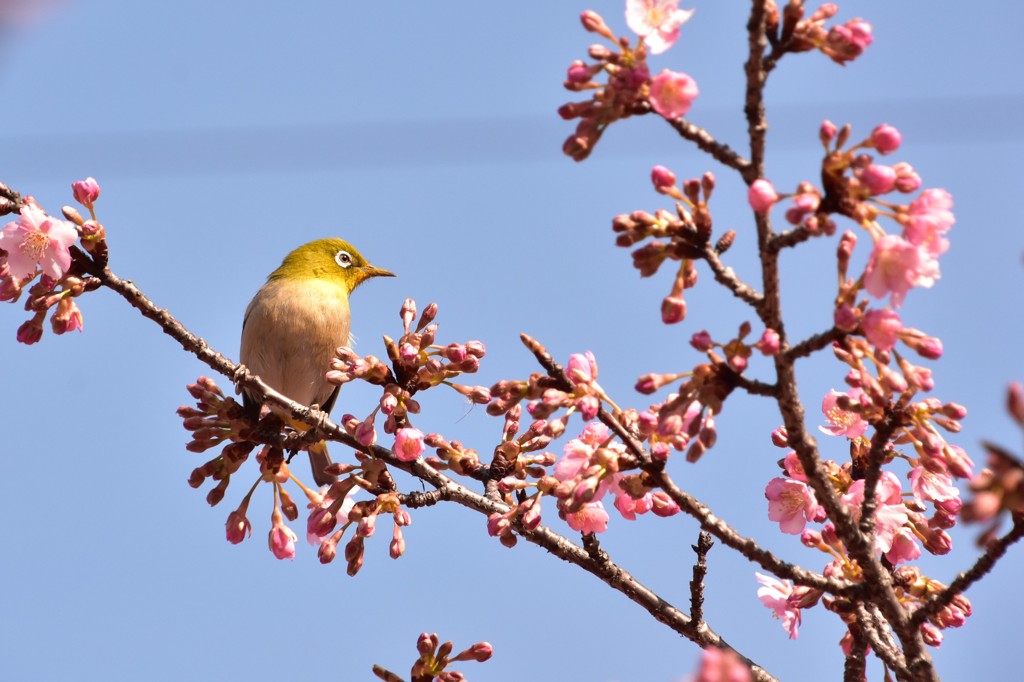 桜ジローです(＾◇＾)