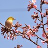 桜ジローです(＾◇＾)