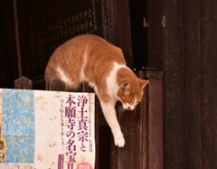 お彼岸も近いですニャー