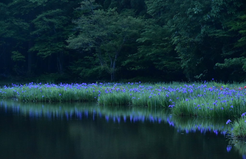 早朝のカキツバタ