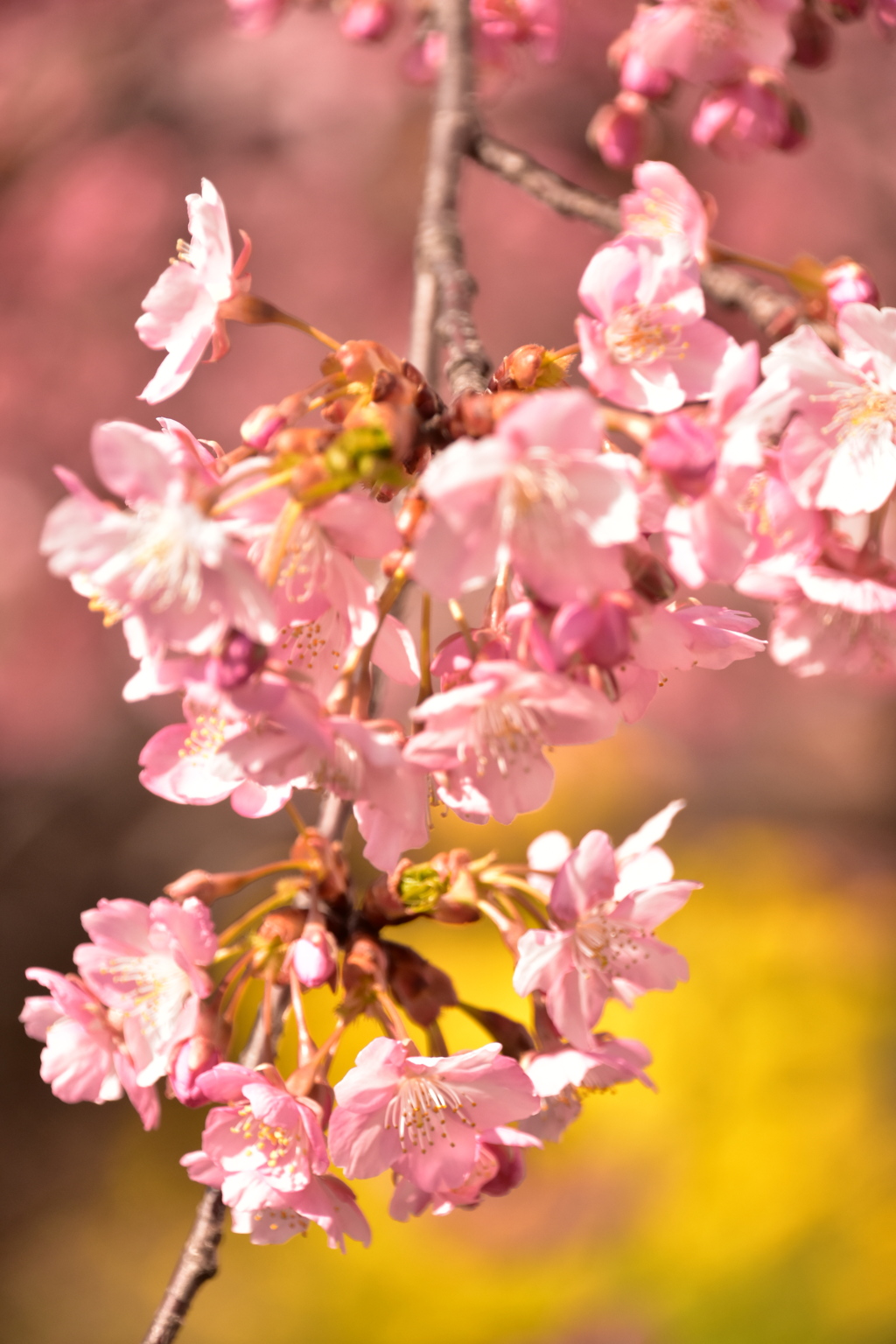 河津桜