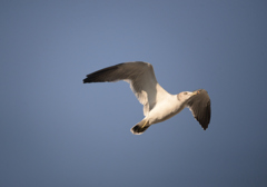 black-tailed gull