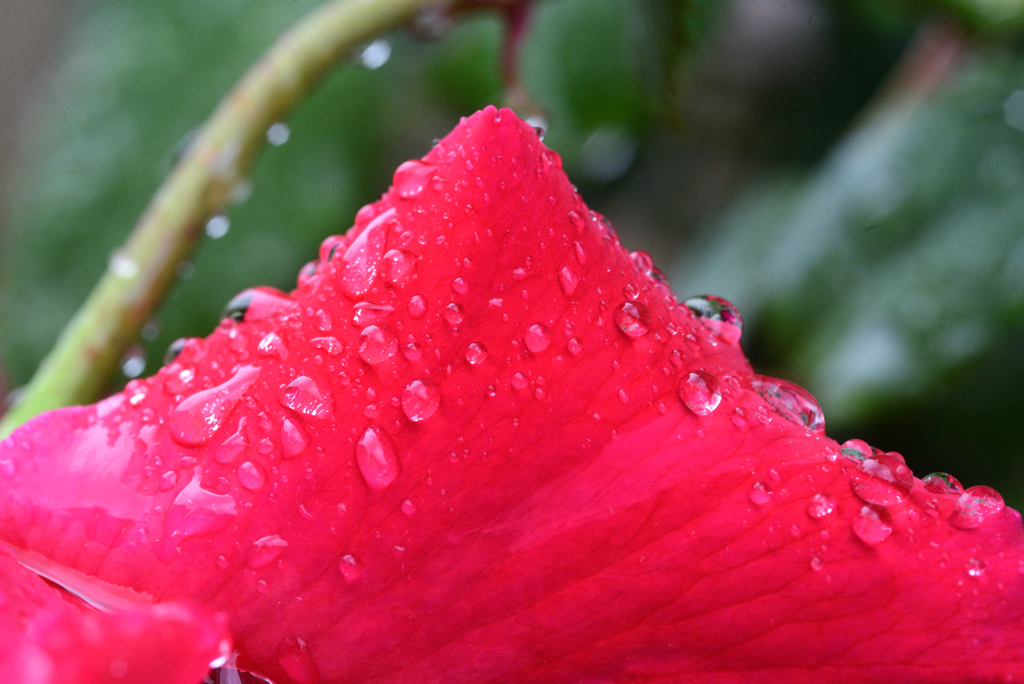 雨粒