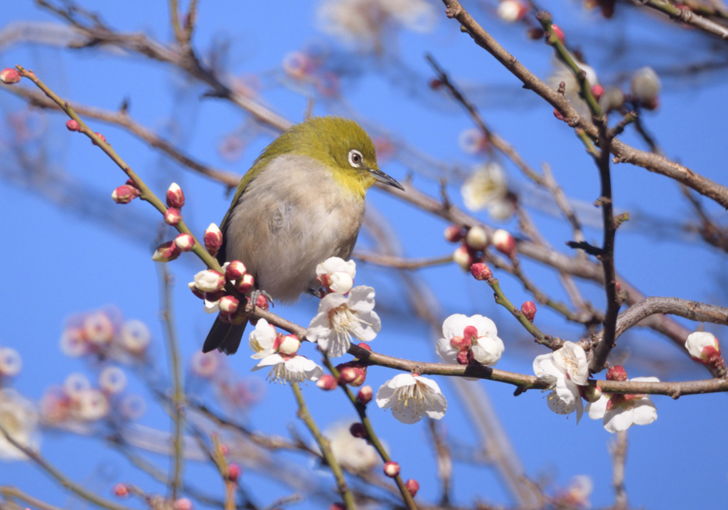 ぷっくり梅治郎