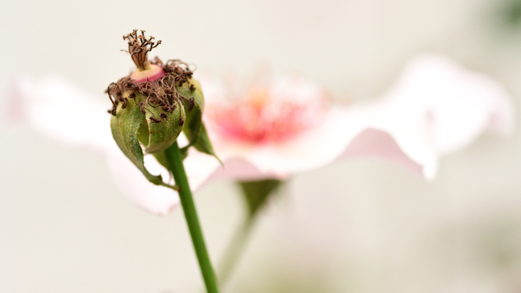 花の命は