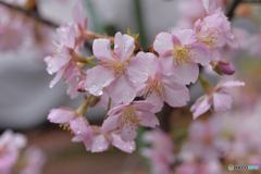 しっとり河津桜