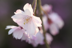 阿国桜