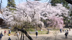 各々の桜