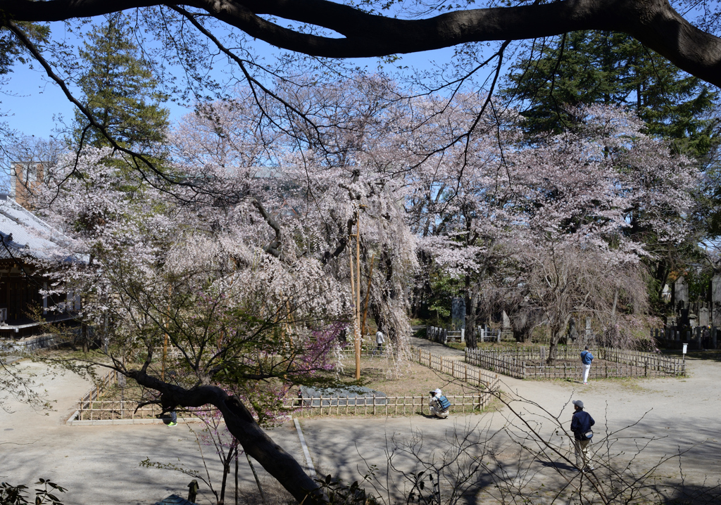 伏姫桜