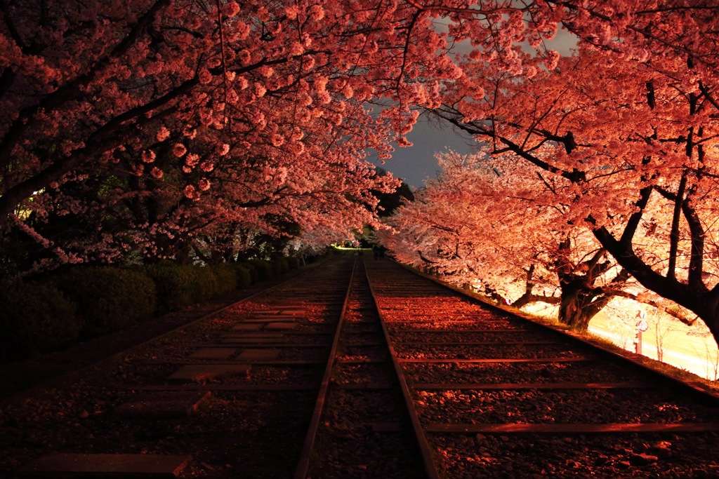 蹴上の桜