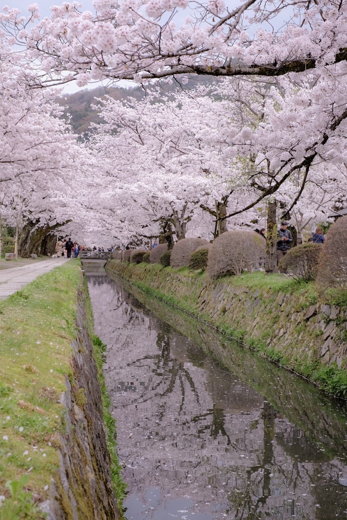 桜に囲まれて