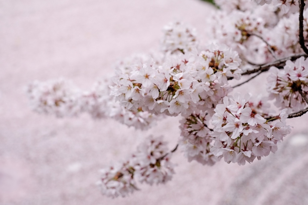 桜色の川