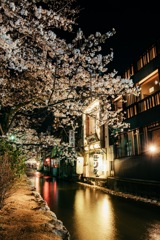 京の夜桜