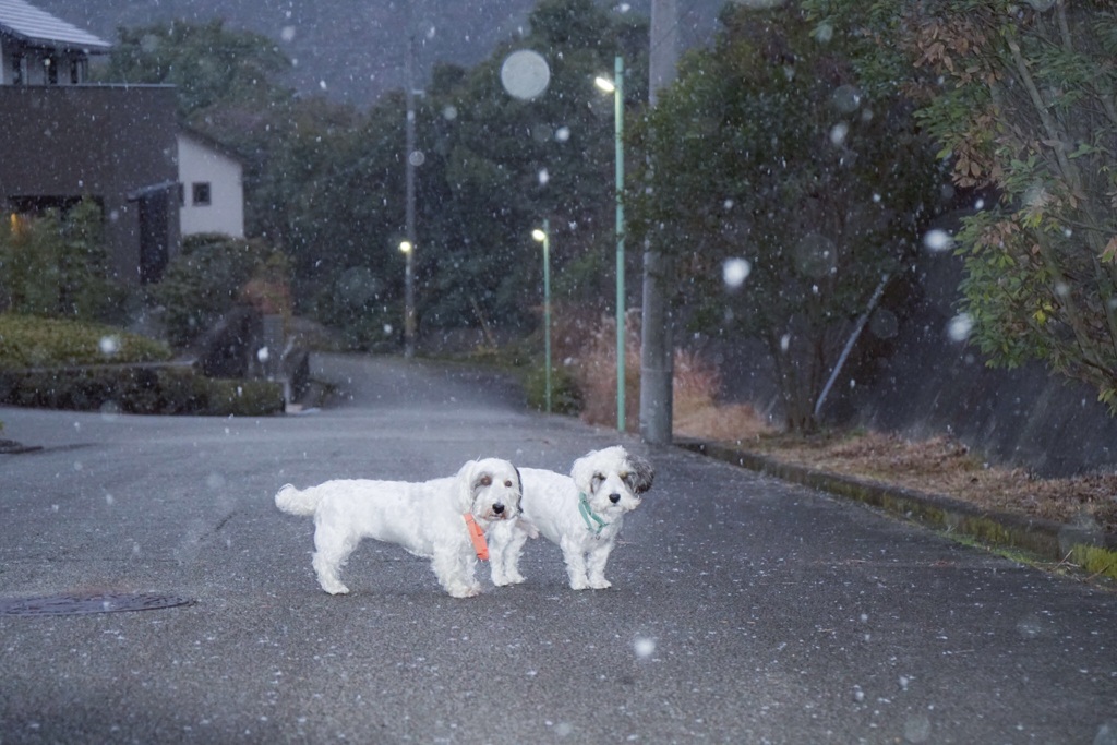初雪