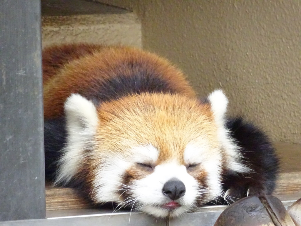すやすや