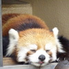 すやすや