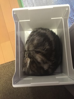 猫は箱で丸くなる