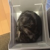 猫は箱で丸くなる