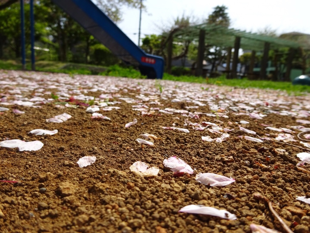 桜のあと