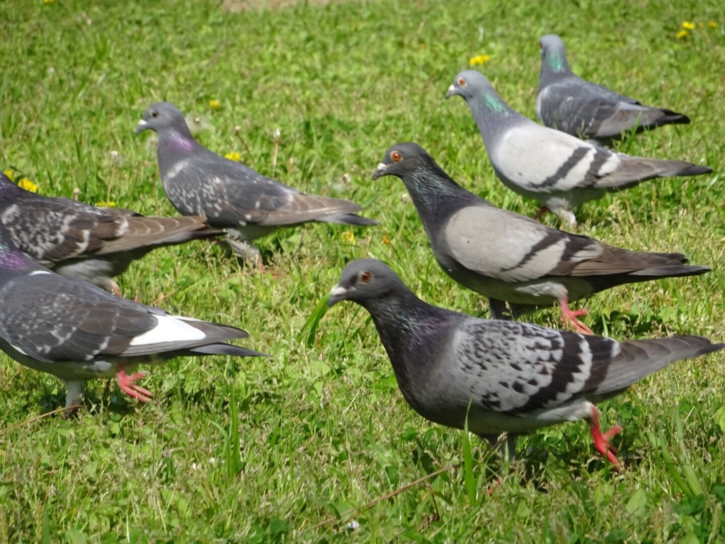 鳩の行進