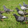 鳩の行進