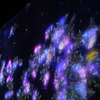 花ひらく