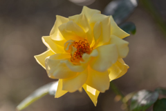 D600 TAMRON 90mmMacro