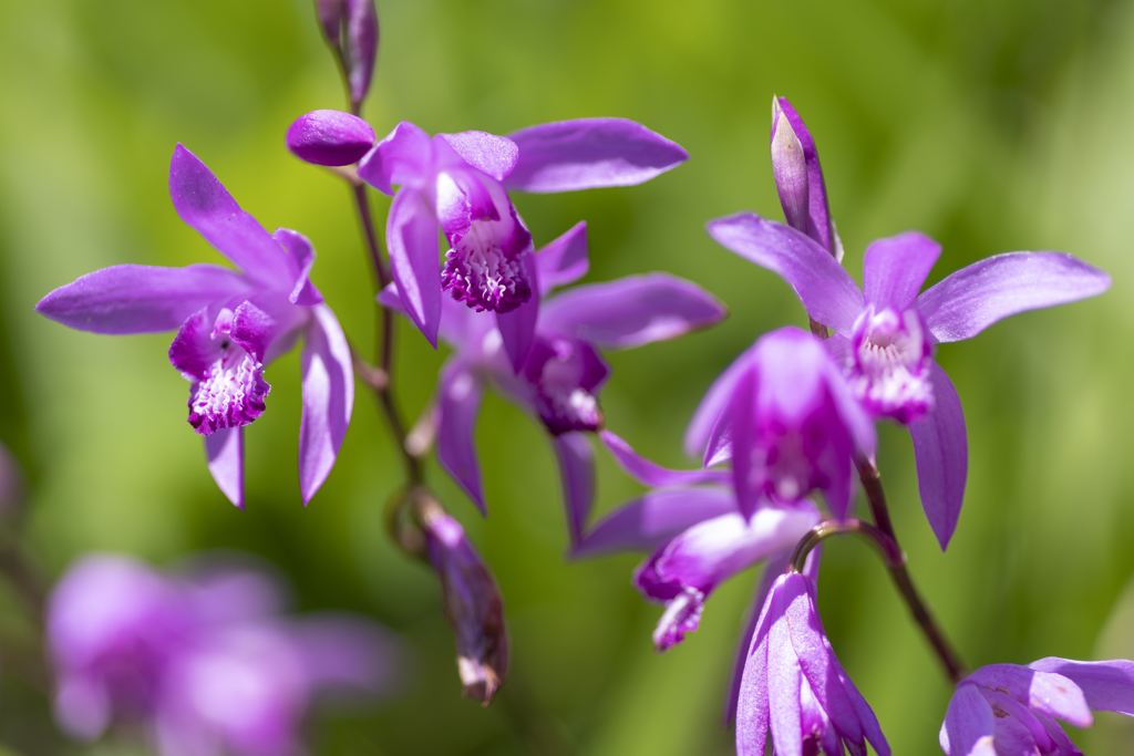 紫蘭（シラン）