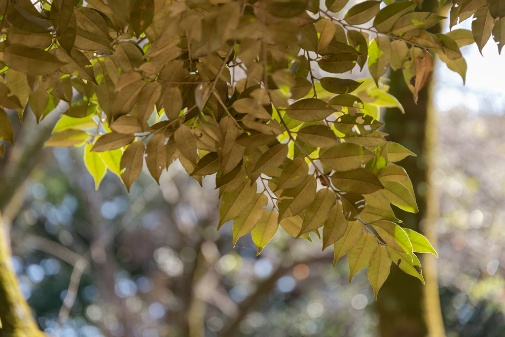 今更D600買ってしまいました。
