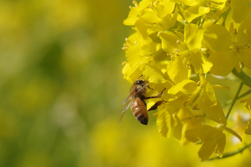 菜の花