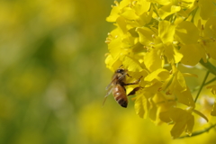 菜の花