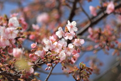 河津桜