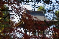 紅葉