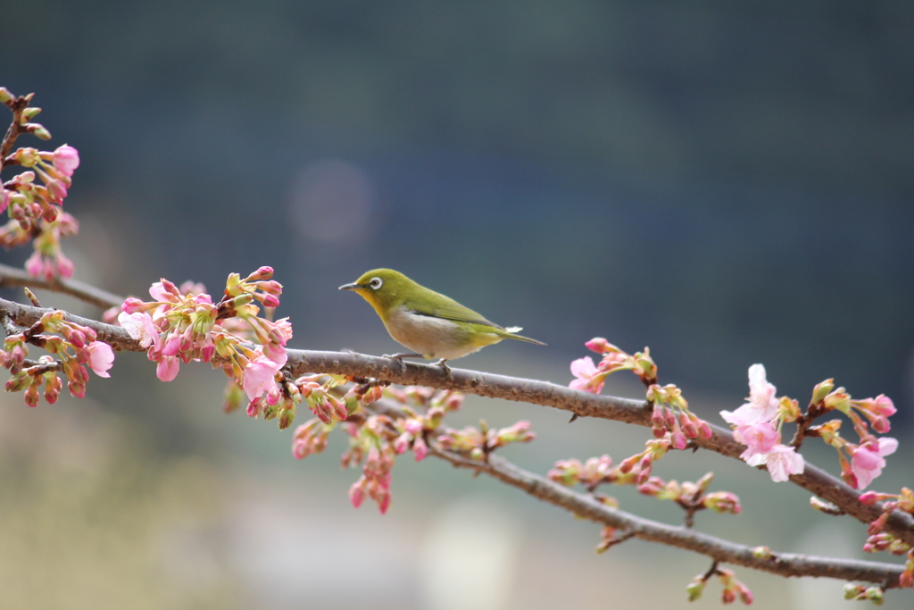 河津桜