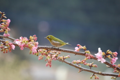 河津桜