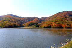 水鳥の池