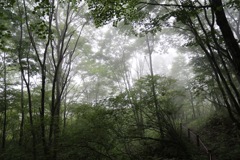 井戸湿原
